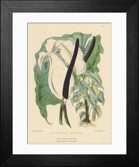 Framed Print : Flamingo flower, Anthurium nymphaeifolium Framed Print : Flamingo flower, Anthurium nymphaeifolium