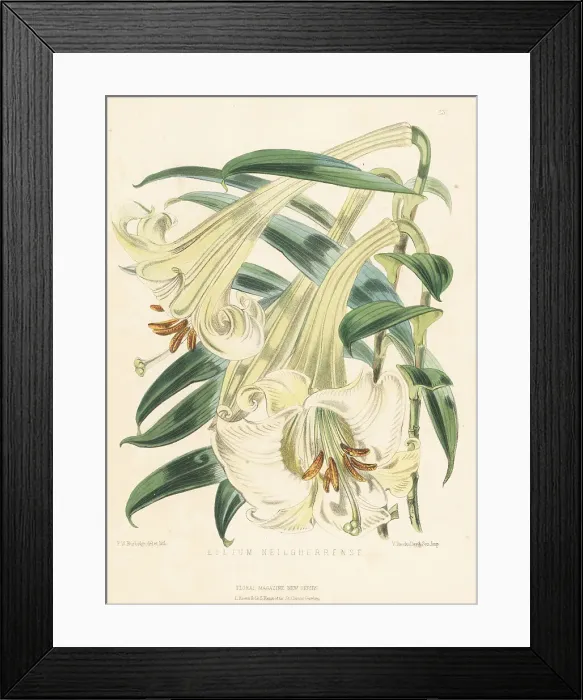 Framed Print : Wallich's lily, Lilium wallichianum var. neilgherrense Framed Print : Wallich's lily, Lilium wallichianum var. neilgherrense