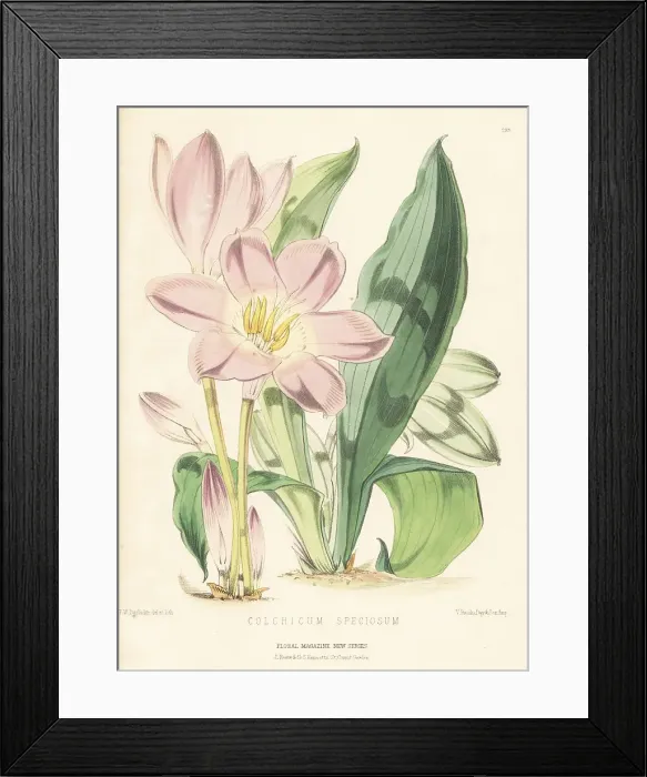 Framed Print : Autumn crocus, Colchicum speciosum