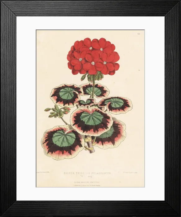 Framed Print : Silver tricolor pelargonium, Mrs Laing Framed Print : Silver tricolor pelargonium, Mrs Laing