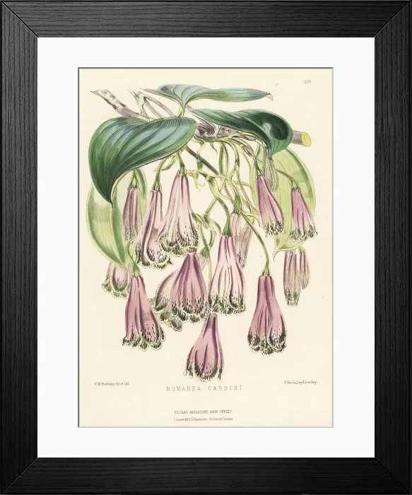 Framed Print : Bomarea carderi Framed Print : Bomarea carderi