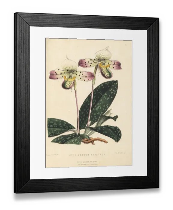 Framed Print : Lady's slipper orchid species, Paphiopedilum venustum Framed Print : Lady's slipper orchid species, Paphiopedilum venustum