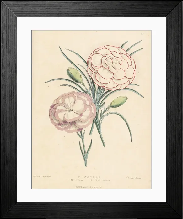 Framed Print : Picotee hybrids: Mrs Hornby 1 and Edith Dombrain 2 Framed Print : Picotee hybrids: Mrs Hornby 1 and Edith Dombrain 2
