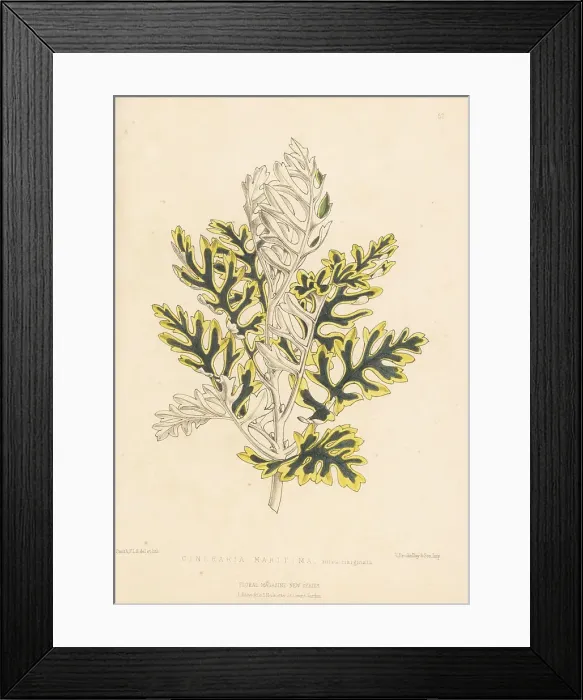 Framed Print : Silver ragwort, Jacobaea maritima Framed Print : Silver ragwort, Jacobaea maritima