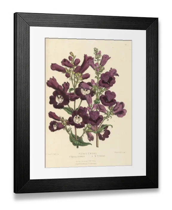 Framed Print : Beardtongue or Penstemon hybrids Framed Print : Beardtongue or Penstemon hybrids
