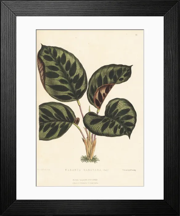 Framed Print : Peacock plant, Calathea makoyana Framed Print : Peacock plant, Calathea makoyana