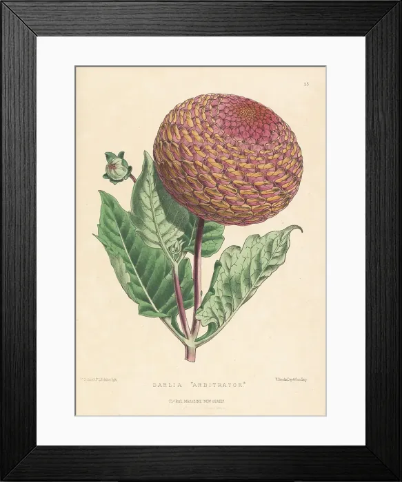 Framed Print : Dahlia hybrid Arbitrator Framed Print : Dahlia hybrid Arbitrator
