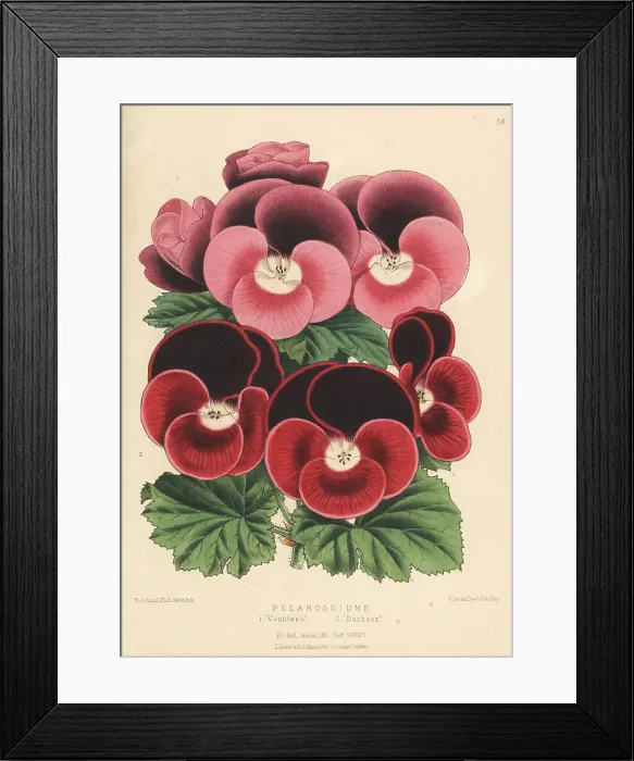 Framed Print : New varieies of Pelargoniums Framed Print : New varieies of Pelargoniums