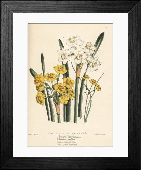 Framed Print : Varieties of paperwhite and jonquil daffodils Framed Print : Varieties of paperwhite and jonquil daffodils