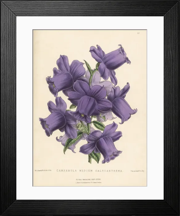 Framed Print : Canterbury bells, Campanula medium Framed Print : Canterbury bells, Campanula medium