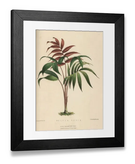 Framed Print : Palm tree, Welfia regia Framed Print : Palm tree, Welfia regia