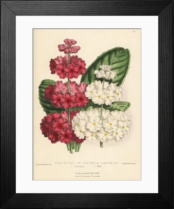 Framed Print : Varieties of Japanese primrose, Primula japonica Framed Print : Varieties of Japanese primrose, Primula japonica