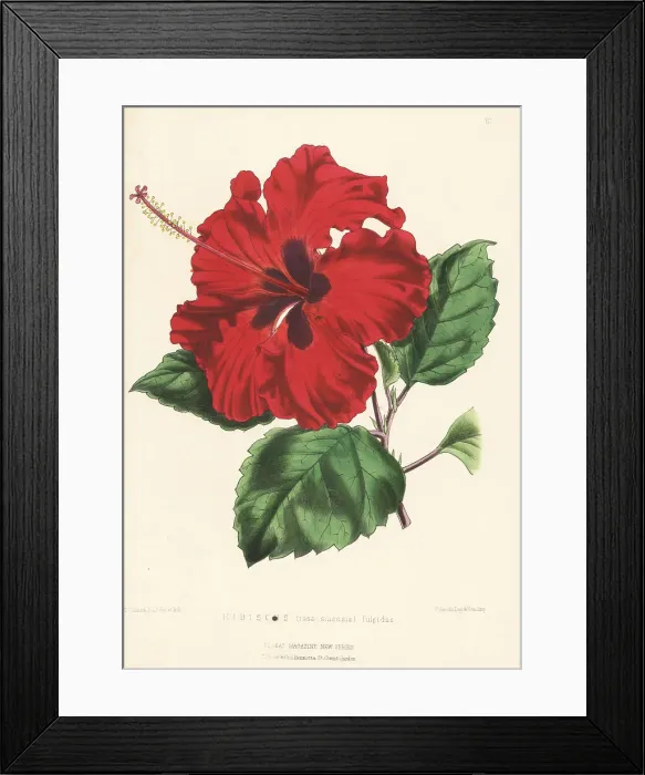 Framed Print : Chinese hibiscus, Hibiscus rosa-sinensis Framed Print : Chinese hibiscus, Hibiscus rosa-sinensis