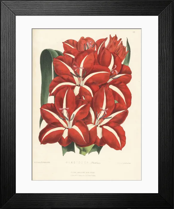 Framed Print : Gladiolus Phoebus variety Framed Print : Gladiolus Phoebus variety