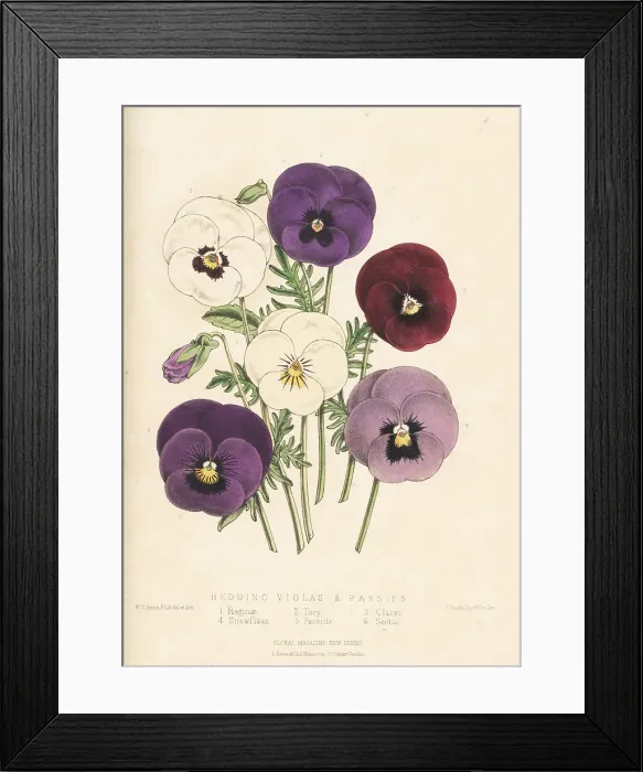 Framed Print : Bedding violas and pansies Framed Print : Bedding violas and pansies
