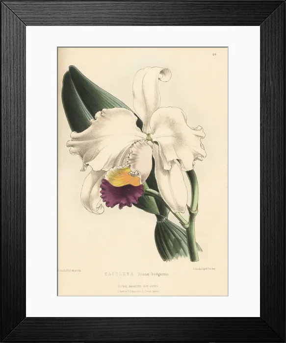 Framed Print : Christmas orchid, Cattleya trianae Framed Print : Christmas orchid, Cattleya trianae