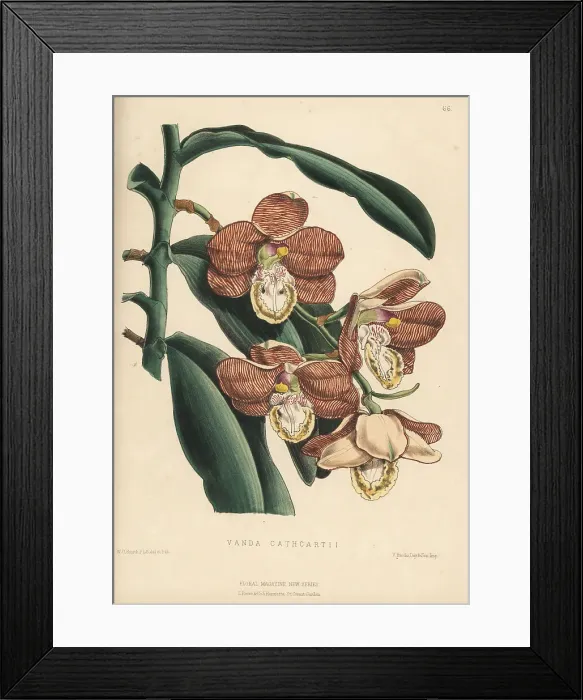 Framed Print : Scorpion orchid, Arachnis cathcartii Framed Print : Scorpion orchid, Arachnis cathcartii