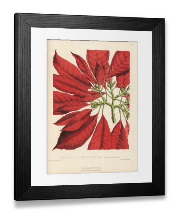 Framed Print : Poinsettia, Euphorbia pulcherrima Framed Print : Poinsettia, Euphorbia pulcherrima
