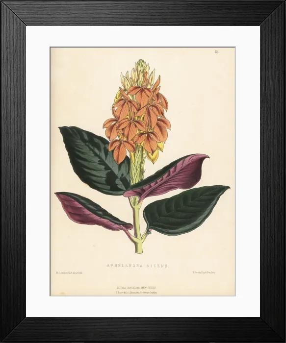 Framed Print : Aphelandra aurantiaca var. nitens Framed Print : Aphelandra aurantiaca var. nitens