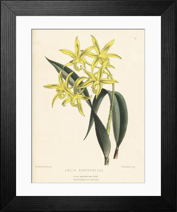Framed Print : Cattleya harpophylla orchid Framed Print : Cattleya harpophylla orchid