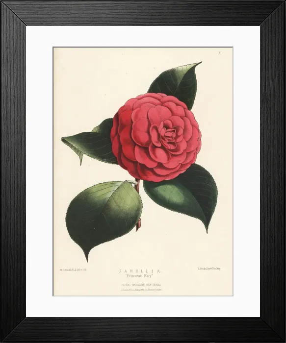 Framed Print : Camellia hybrid, Princess Mary Framed Print : Camellia hybrid, Princess Mary