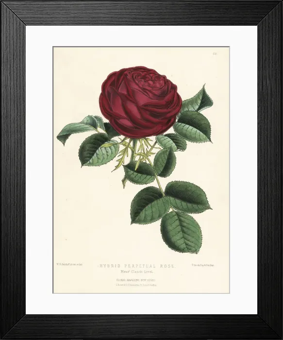 Framed Print : Hybrid perpetual rose, M. Claude Levet Framed Print : Hybrid perpetual rose, M. Claude Levet