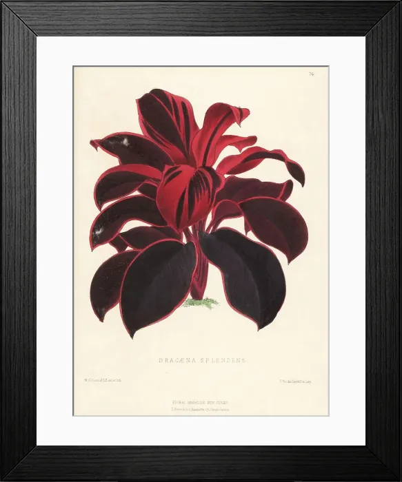 Framed Print : Ti plant, palm lily, cabbage palm, Cordyline fruticosa Framed Print : Ti plant, palm lily, cabbage palm, Cordyline fruticosa