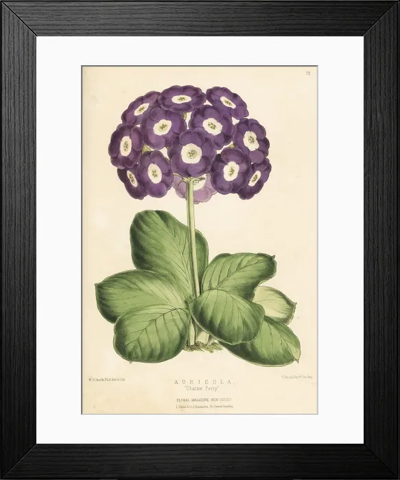 Framed Print : Auricula Charles Perry hybrid Framed Print : Auricula Charles Perry hybrid