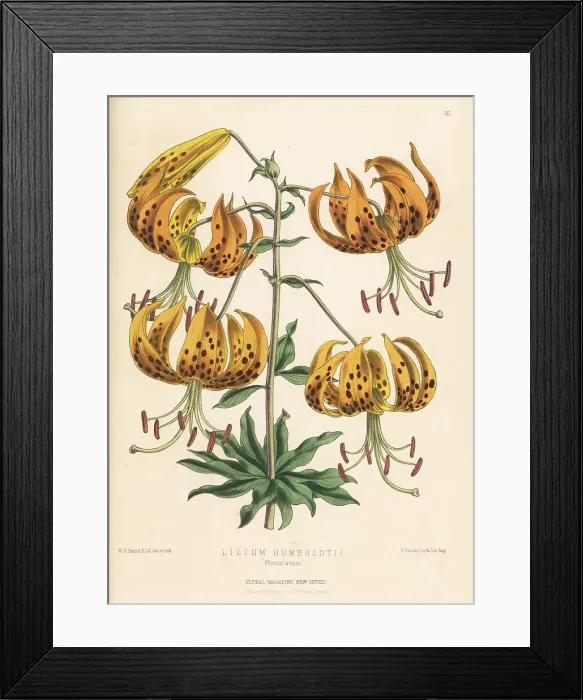 Framed Print : Humboldt's lily, Lilium humboldtii Framed Print : Humboldt's lily, Lilium humboldtii
