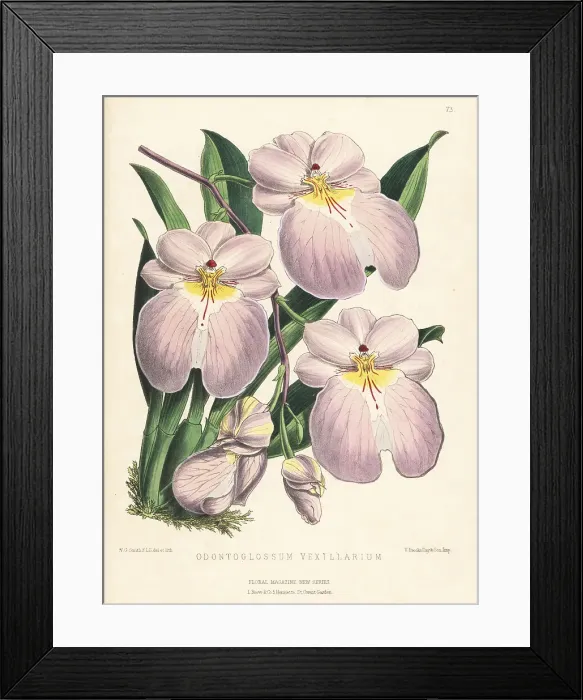 Framed Print : Flag-like Miltoniopsis orchid, Miltoniopsis vexillaria Framed Print : Flag-like Miltoniopsis orchid, Miltoniopsis vexillaria