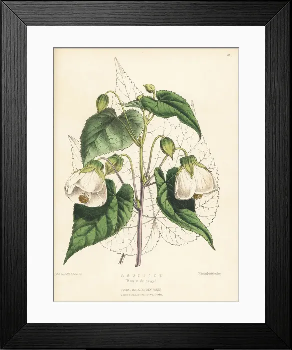 Framed Print : Abutilon hybrid, Boule de neige Framed Print : Abutilon hybrid, Boule de neige