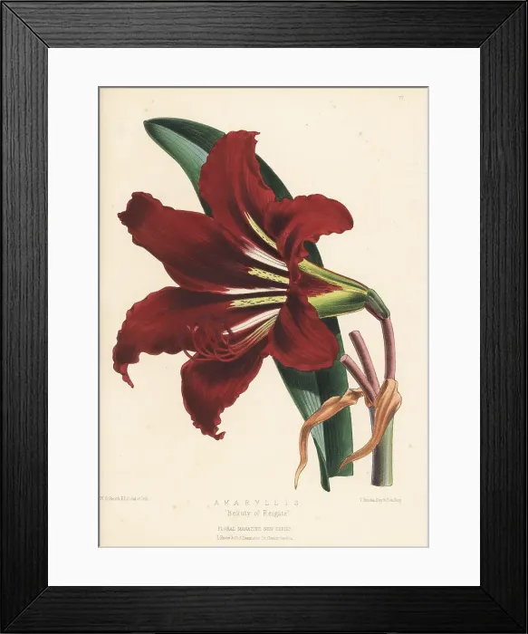 Framed Print : Amaryllis variety, Beauty of Reigate Framed Print : Amaryllis variety, Beauty of Reigate