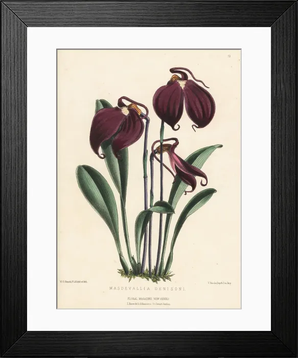 Framed Print : Little flag orchid, Masdevallia coccinea Framed Print : Little flag orchid, Masdevallia coccinea