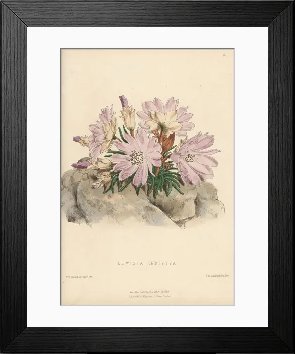 Framed Print : Bitterroot, Lewisia rediviva Framed Print : Bitterroot, Lewisia rediviva