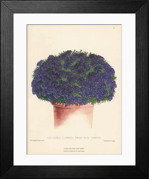 Framed Print : New double-flowered dwarf blue Lobelia in plant pot Framed Print : New double-flowered dwarf blue Lobelia in plant pot
