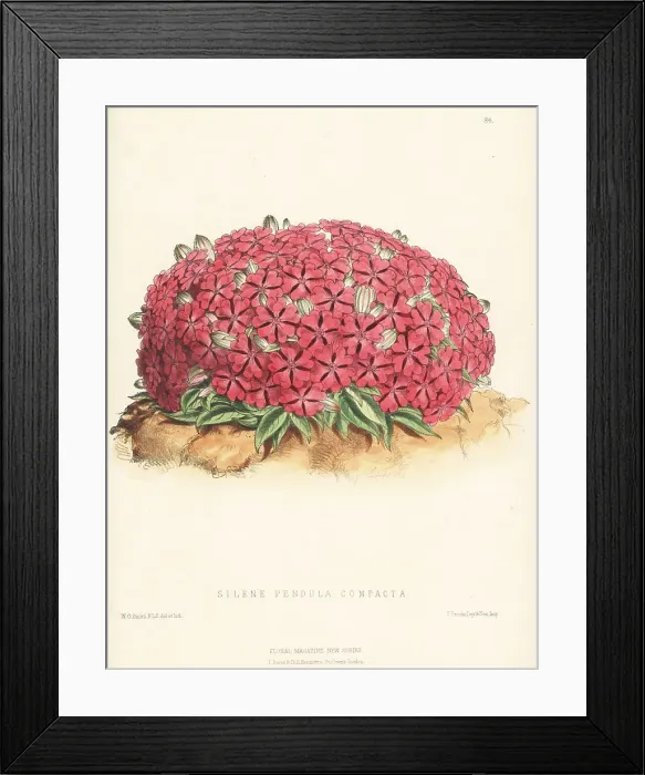 Framed Print : Nodding catchfly, Silene pendula Framed Print : Nodding catchfly, Silene pendula