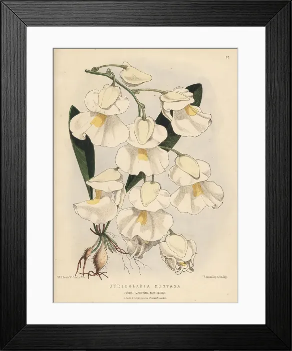 Framed Print : Bladderwort, Utricularia alpina Framed Print : Bladderwort, Utricularia alpina