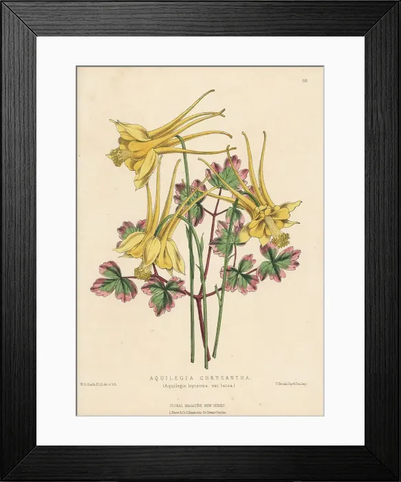Framed Print : Golden columbine, Aquilegia chrysantha Framed Print : Golden columbine, Aquilegia chrysantha