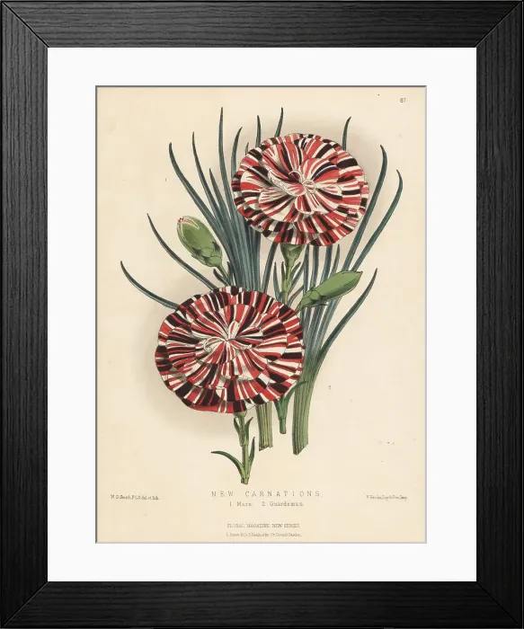 Framed Print : New varieties of scarlet bizarre carnations Framed Print : New varieties of scarlet bizarre carnations