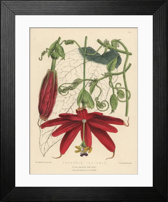 Framed Print : Passion flower, Passiflora insignis Framed Print : Passion flower, Passiflora insignis