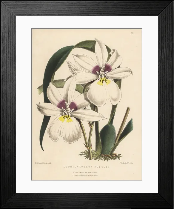 Framed Print : Miltoniopsis roezlii orchid Framed Print : Miltoniopsis roezlii orchid