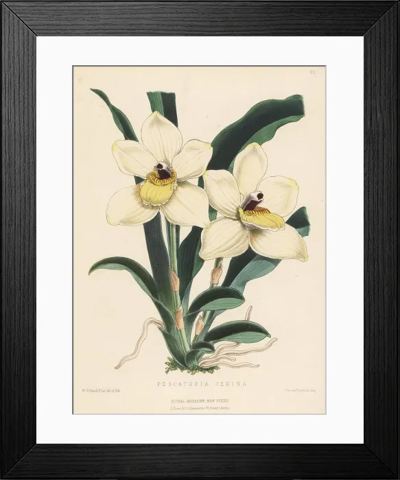 Framed Print : Pescatoria cerina orchid Framed Print : Pescatoria cerina orchid