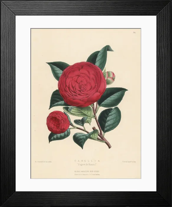 Framed Print : Camellia Eugene de Massina Framed Print : Camellia Eugene de Massina