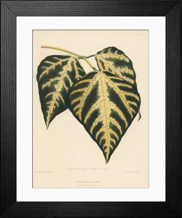 Framed Print : Indian coral tree foliage, Erythrina variegata Framed Print : Indian coral tree foliage, Erythrina variegata