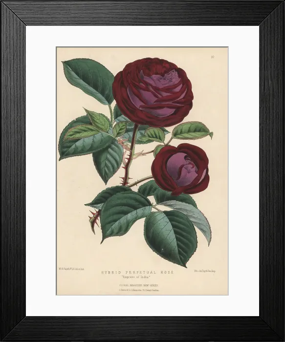 Framed Print : Hybrid perpetual rose, Empress of India Framed Print : Hybrid perpetual rose, Empress of India
