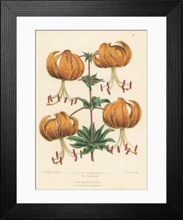 Framed Print : Humboldt's lily cultivar, Lilium humboldtii var. Punctatum Framed Print : Humboldt's lily cultivar, Lilium humboldtii var. Punctatum