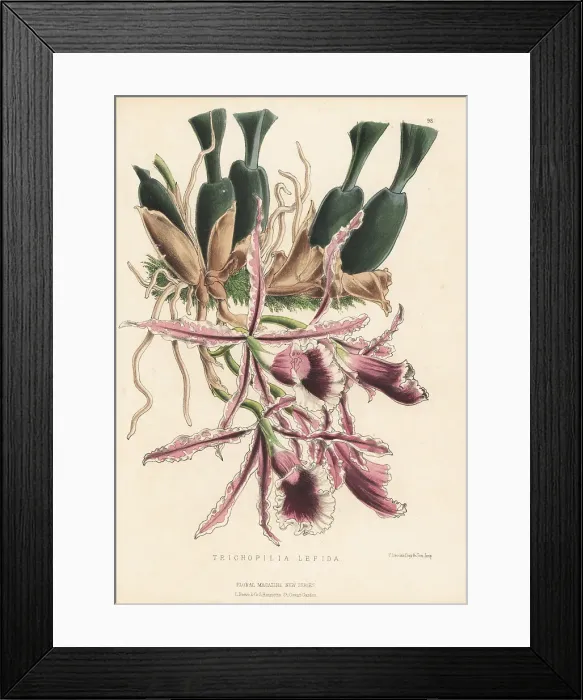 Framed Print : Trichopilia marginata orchid Framed Print : Trichopilia marginata orchid