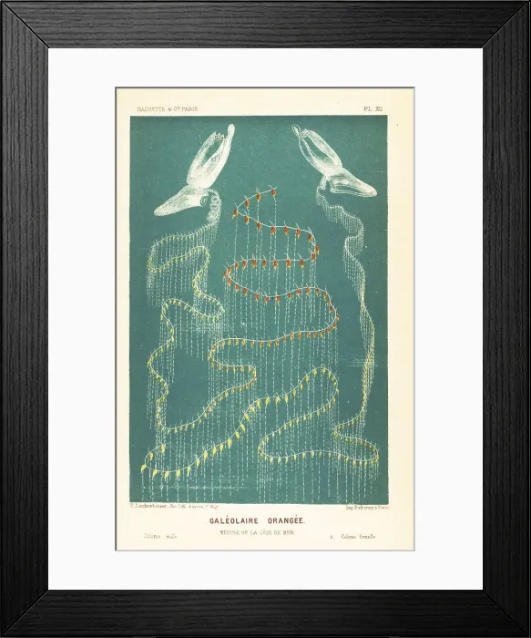 Framed Print : Anterior nectophore species, Sulculeolaria quadrivalvis Framed Print : Anterior nectophore species, Sulculeolaria quadrivalvis