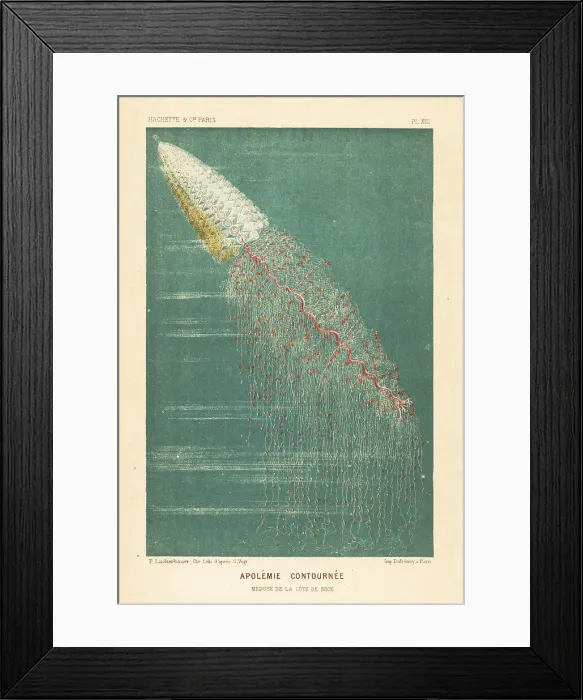 Framed Print : Siphonophore or string jellyfish, Apolemia contorta Framed Print : Siphonophore or string jellyfish, Apolemia contorta