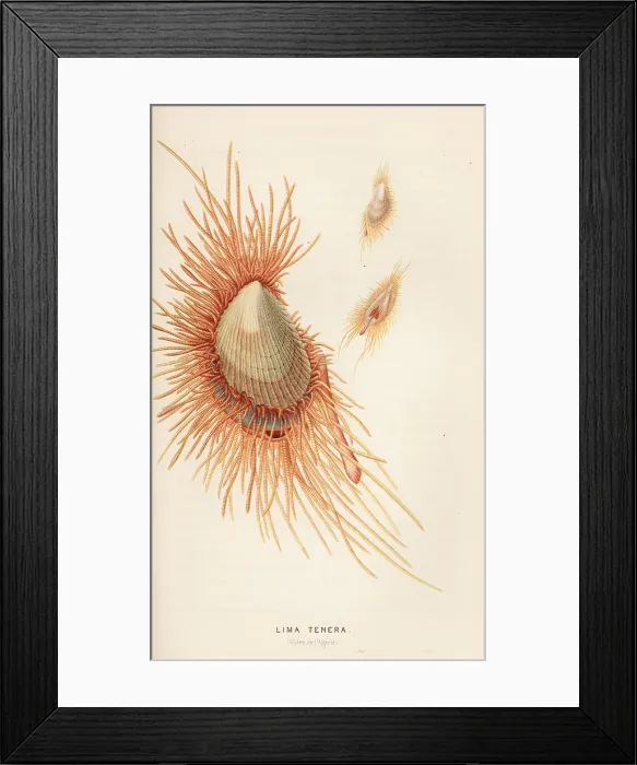 Framed Print : Smooth flame scallop, Ctenoides mitis Framed Print : Smooth flame scallop, Ctenoides mitis
